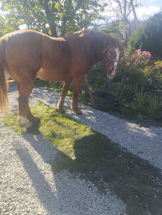 Продам робочу кобилу