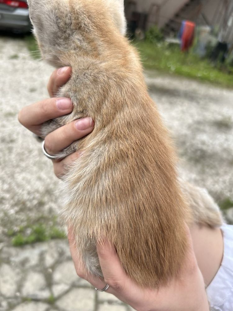Oddam kotka w dobre ręce