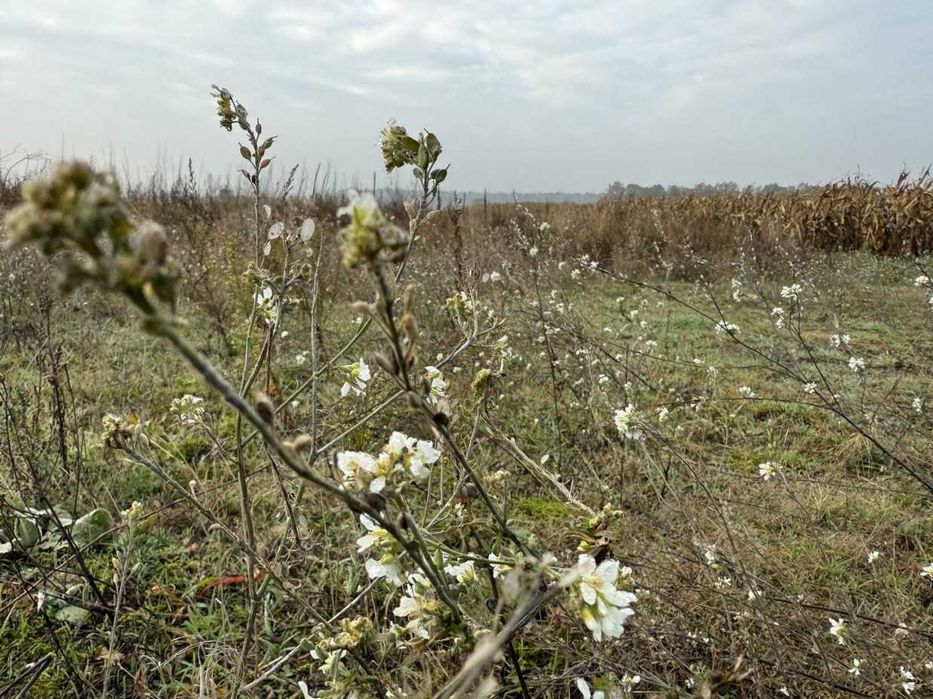 Продаж ділянки 2га під забудову