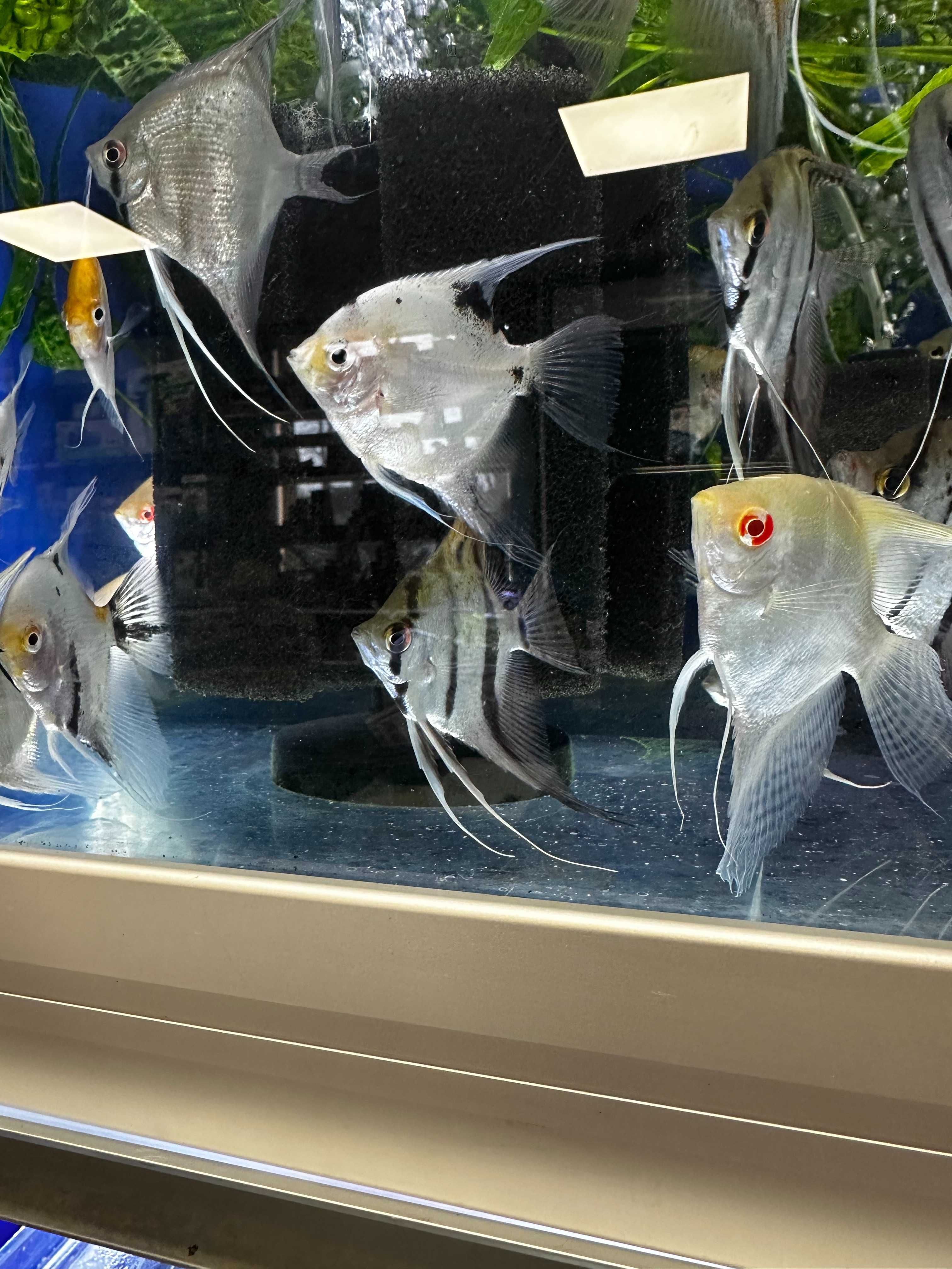 Skalar Manacapuru albino