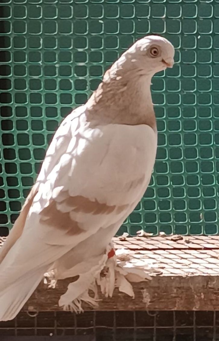 Golebie ozdobne blauwindry