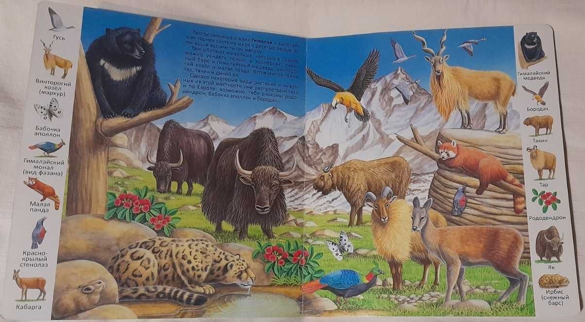 Первые книги малыша. Учим новые слова. Первые энциклопедии. Виммельбух