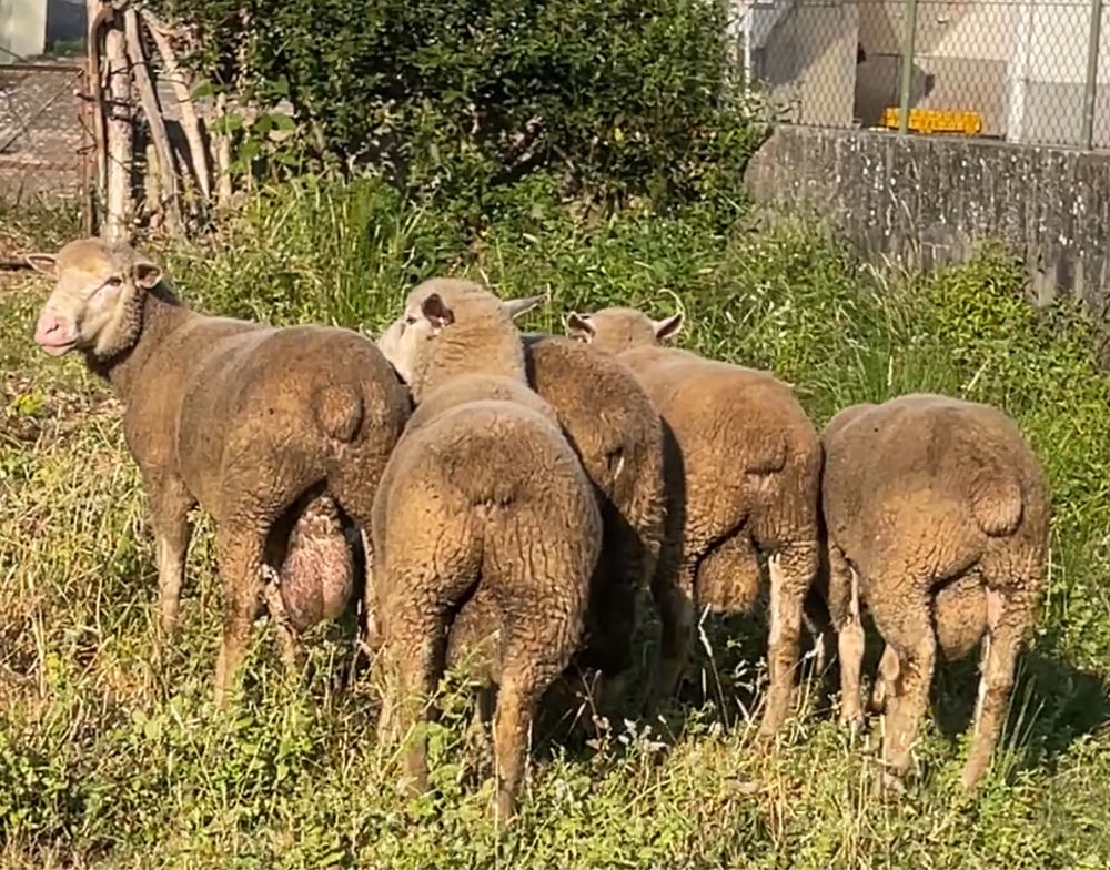 Borregos reprodutores ja a cobrir cx de île de france e merino