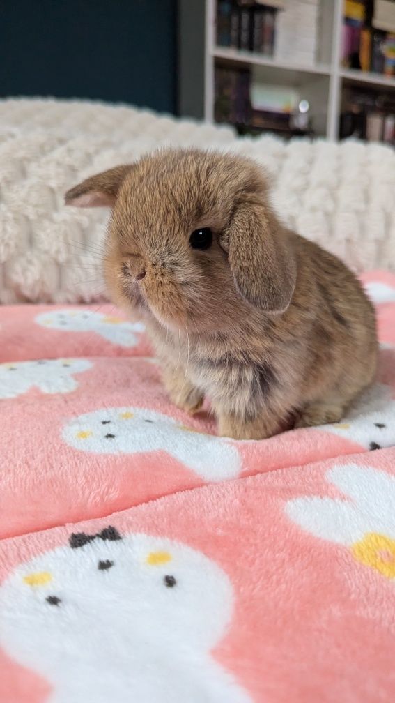 Króliki miniaturki rasy MINI LOP małe karzełki baranki