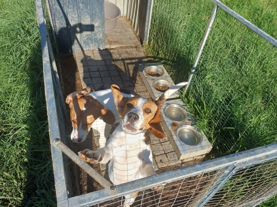 Casal beagle para adoção
