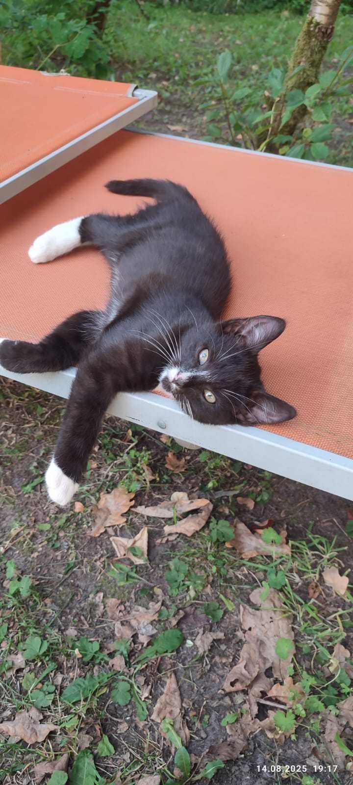 Armiś kocurek do adopcji