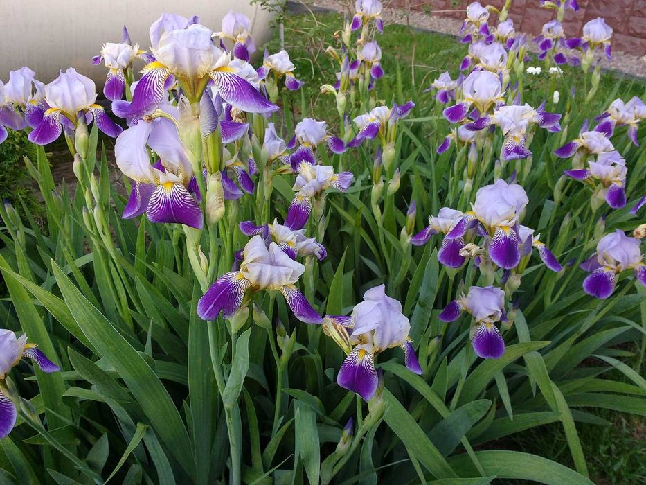 kosaćce bródkowate/irysy kolorowe