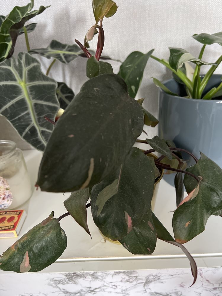 Philodendron Pink princess