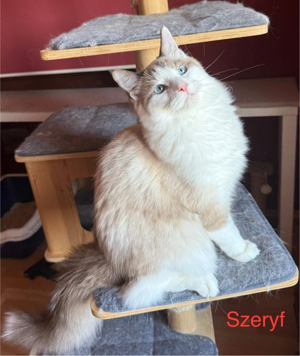 Szeryf  kocurek ragdoll seal bicolour