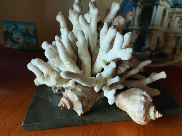Кораллы и ракушки