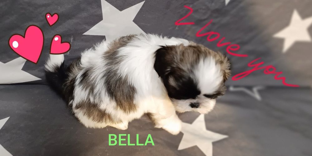 Shih Tzu suczka z rodowodem. Odbiór od 18.10.25