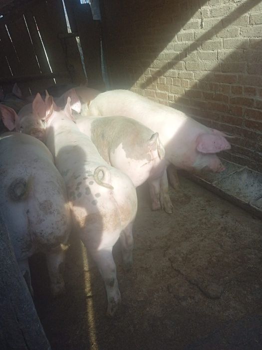 Продам свині живою вагою