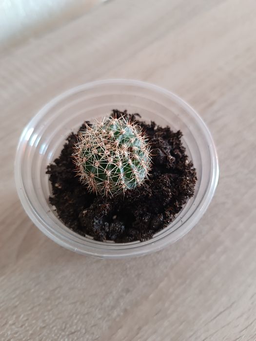 Кактус вазон, рослина