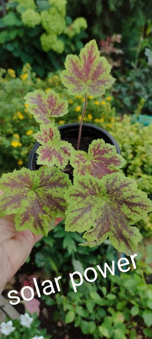 Продам набор растений для тени