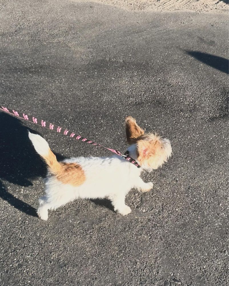 Szorstkowłosy piesek Jack Russell Terrier FCi ZKwP