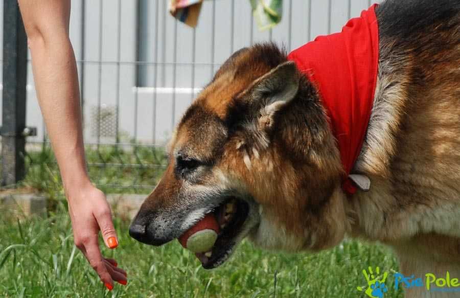 CHROMEK - Starszy owczarek niemiecki szuka spokojnego domu, adopcja