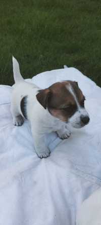 Jack Russell  terier
Za darmo