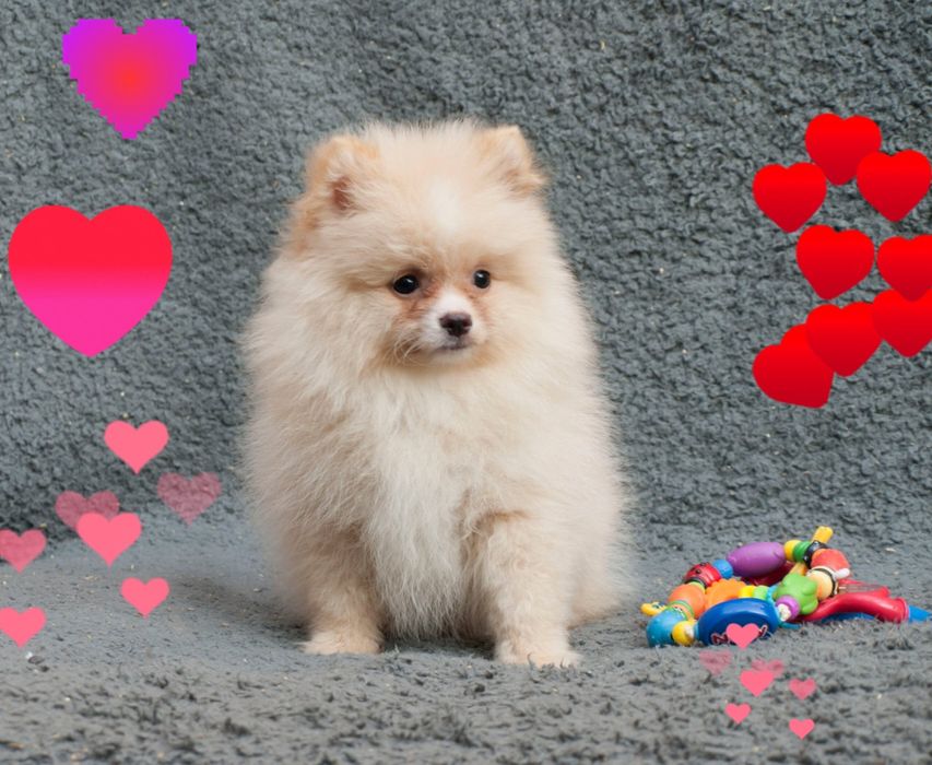 Кремові малюки шпіца. Залишився хлопчик