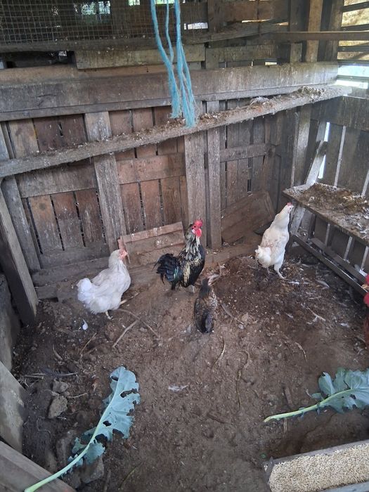 Garnizo preto malhado