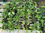 funkia, hosta sadzonki