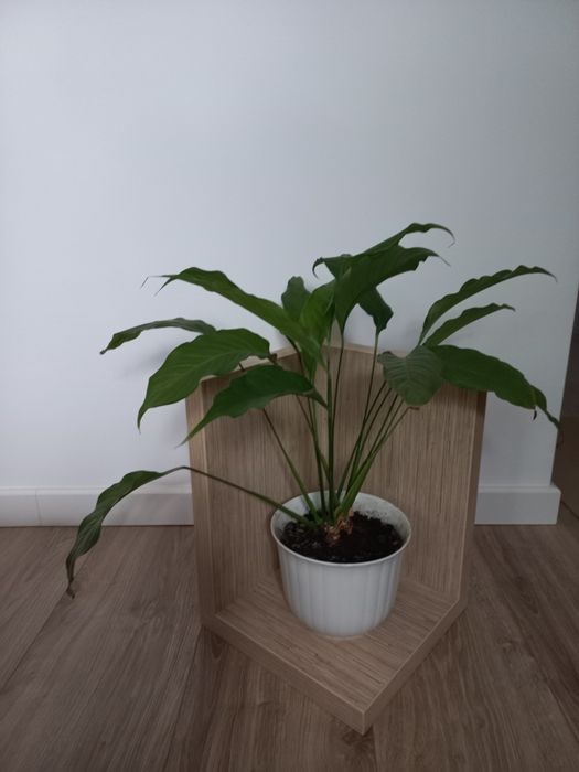 Kwietnik - stojący  - Poziomo - Pionowo