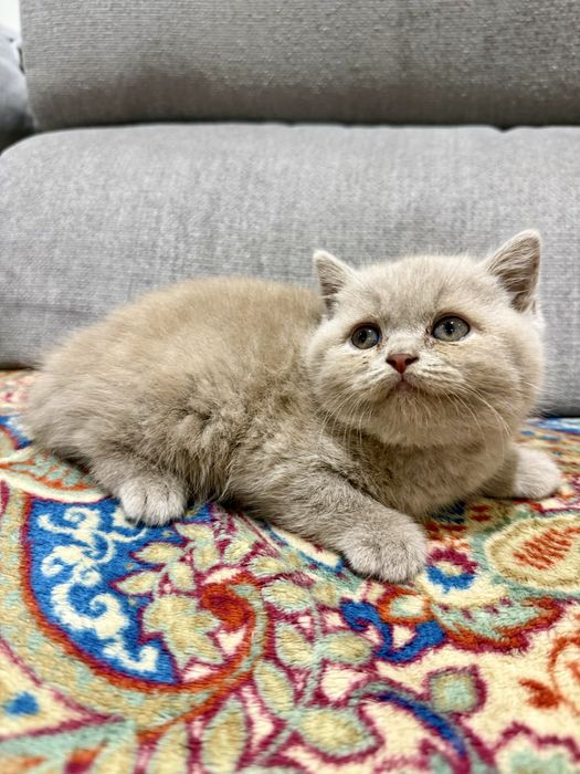 Gatinho macho british shorthair