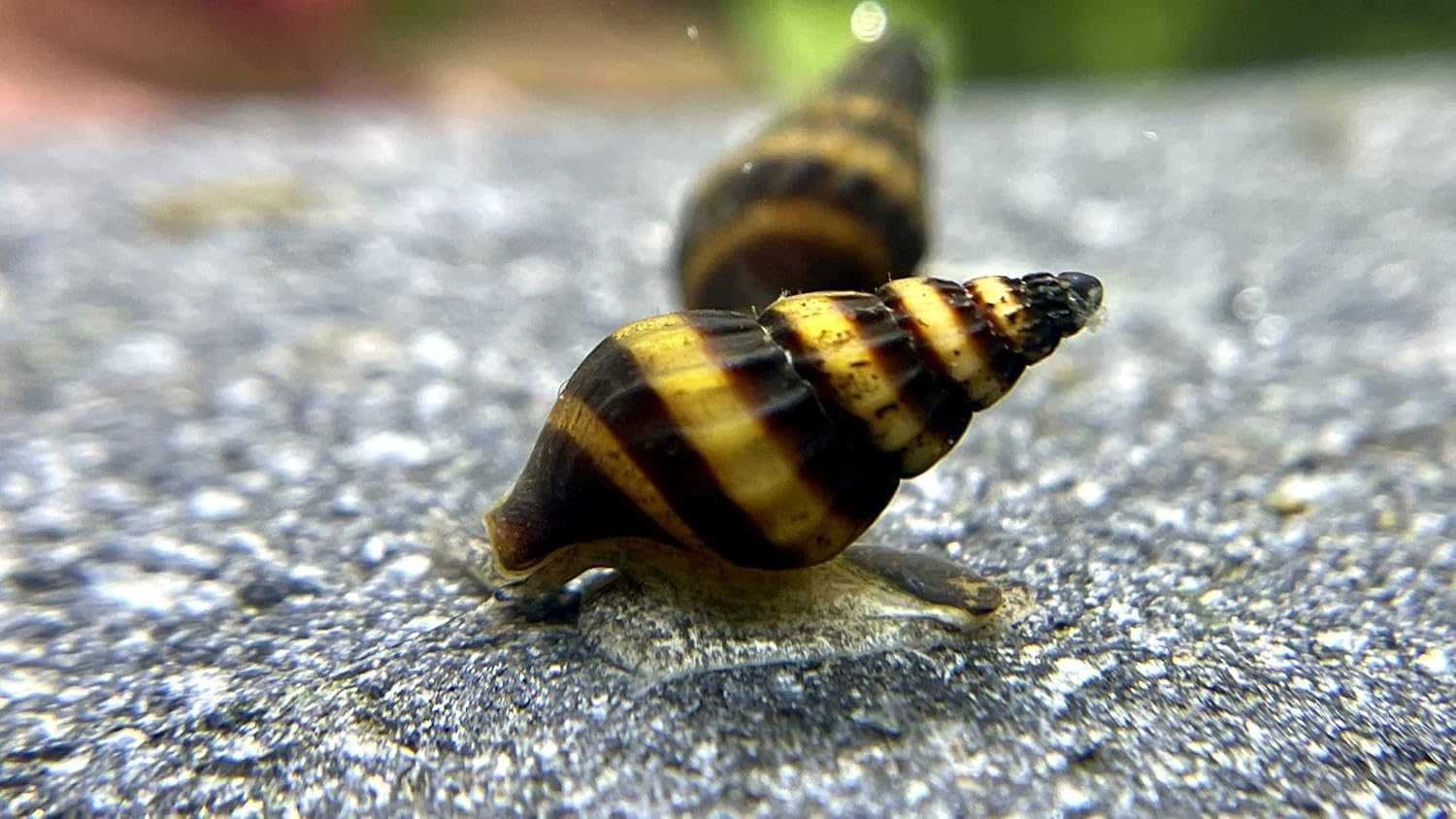Ślimak Helenka (Clea helena / Anentome helena)