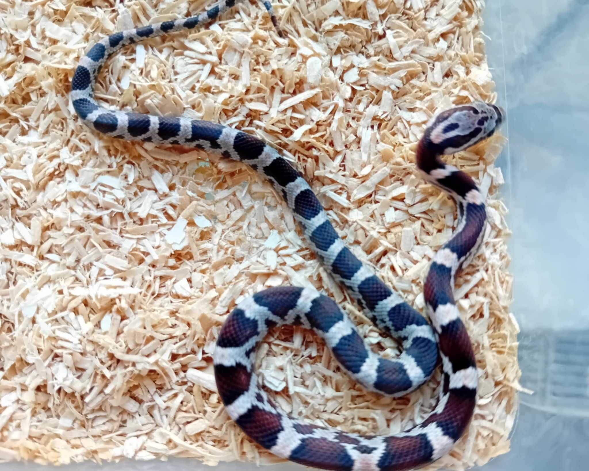 Wąż zbożowy (Pantherorophis guttata) odmiany