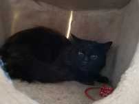 Czarny Alex do adopcji