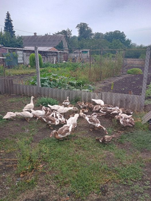 Продаєм Індо-качок