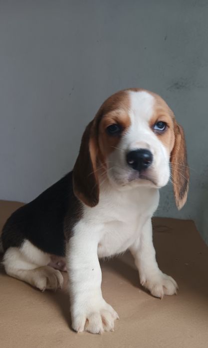 Beagle tricolor  macho