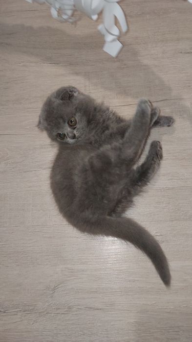 Кошеня британське вислоухе