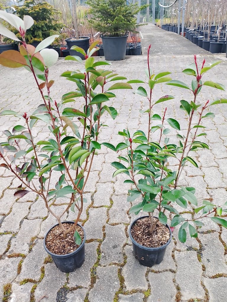 Várias plantas/ relva