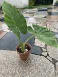 Plantas Alocasias