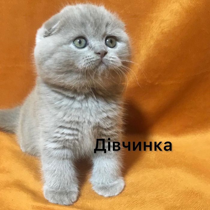 Котенята з паспортами