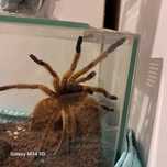 Dorosly murinus , samiec
