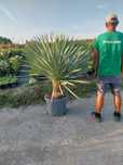Yucca Rostrata Juka dostawa gratis palma