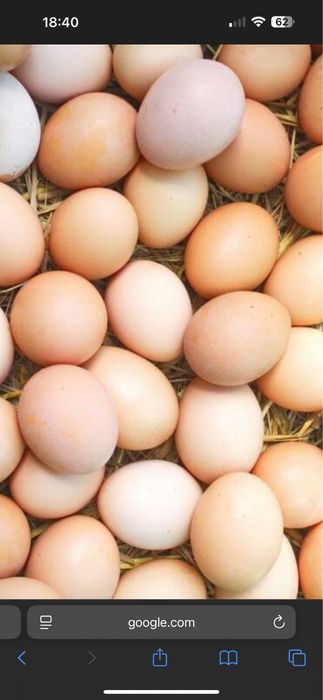 Jajka na sprzedaż