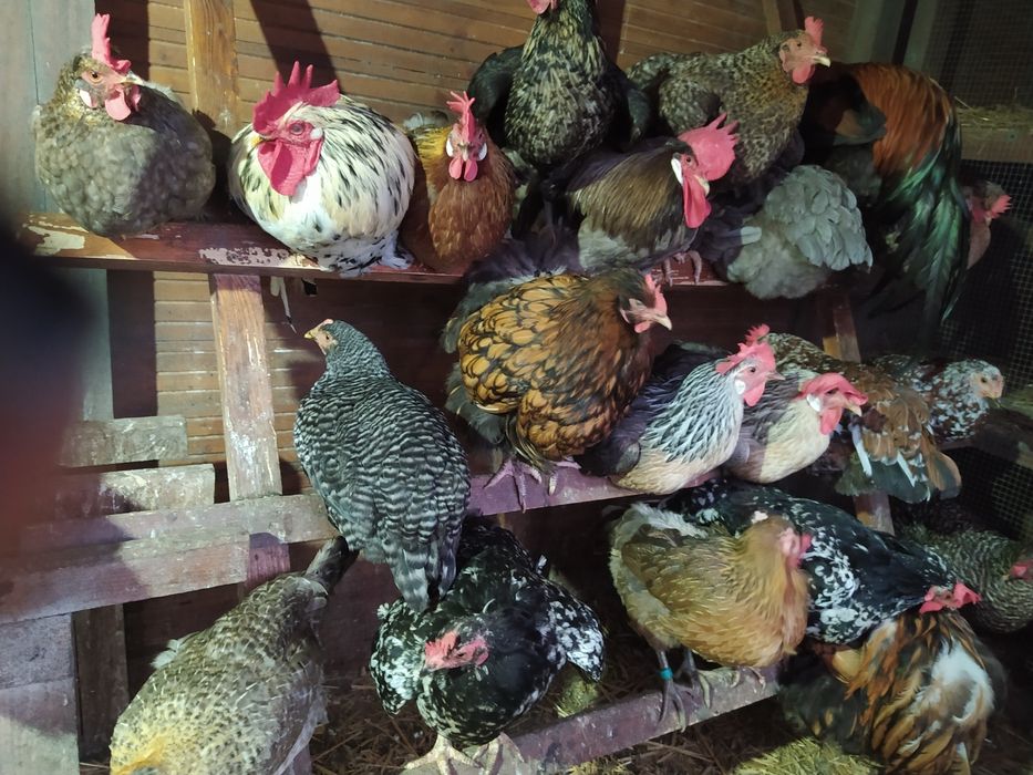 NOWOSC! Jaja  Leghorn Exchequer