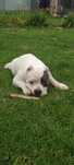 American bully standard Амбулли щенки ambully puppy