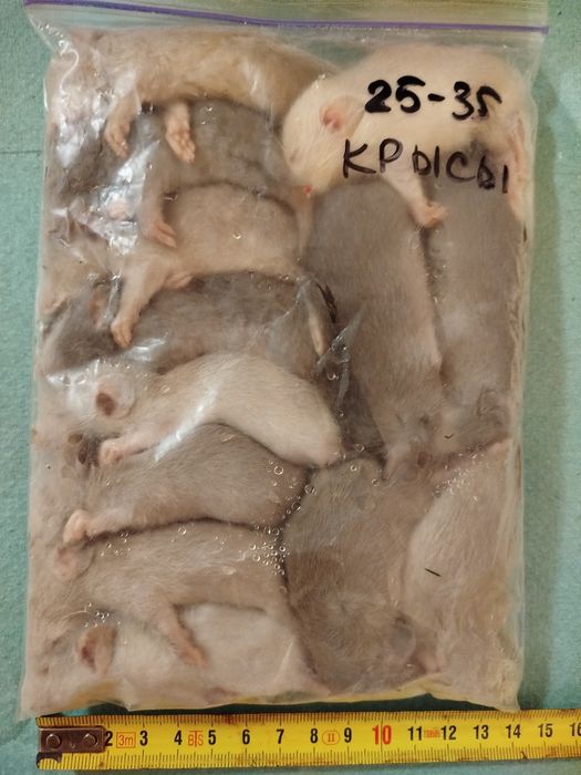 Кормовые мыши. Мышь. Заморозка. Бегунки. Опушата