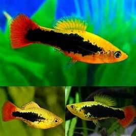 plati platy 	Xiphophorus maculatus / Xiphophorus variatus