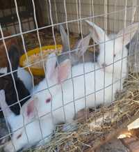 Продам кроликів різний вік