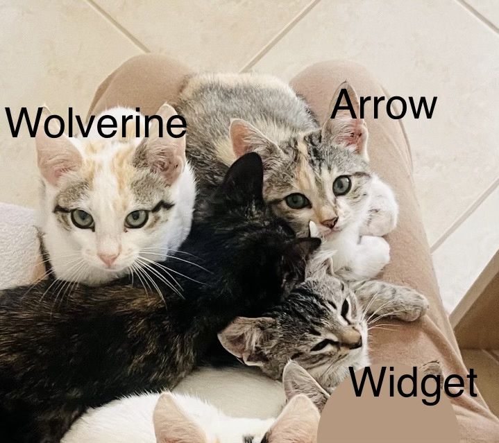 3 gatinhos - adopção responsável