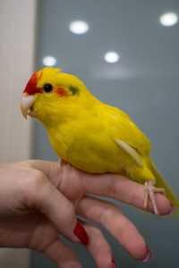 Ручной какарик, прыгающий попугай желтый, птенцы ручные