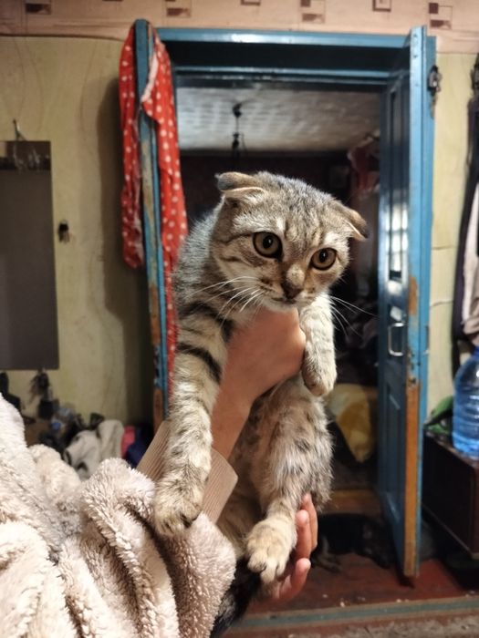 Продаю висловухого кота