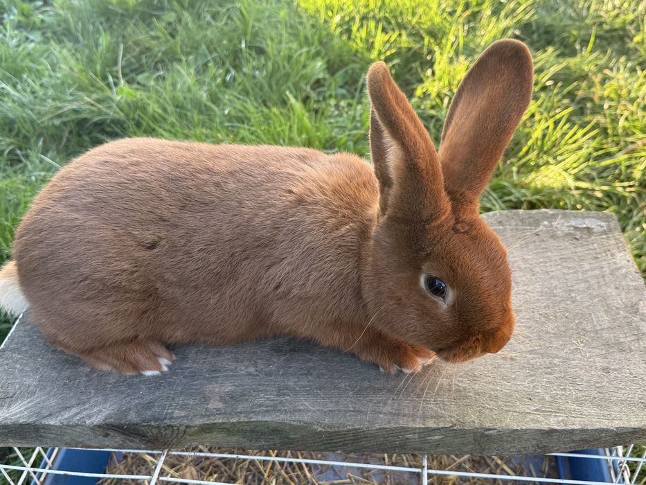 Samiec i samica nowozelandzki czerwony