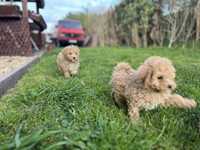 Maltipoo szczeniak