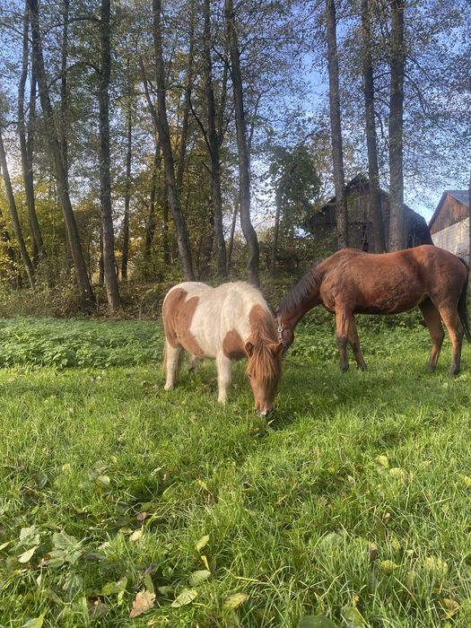 Sprzedam Klacz 3 lata