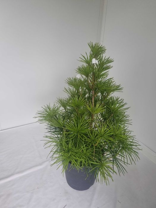 Sośnica Japońska – Rzadkie Drzewko Iglaste, Wys. 90 cm, Doniczka 7L